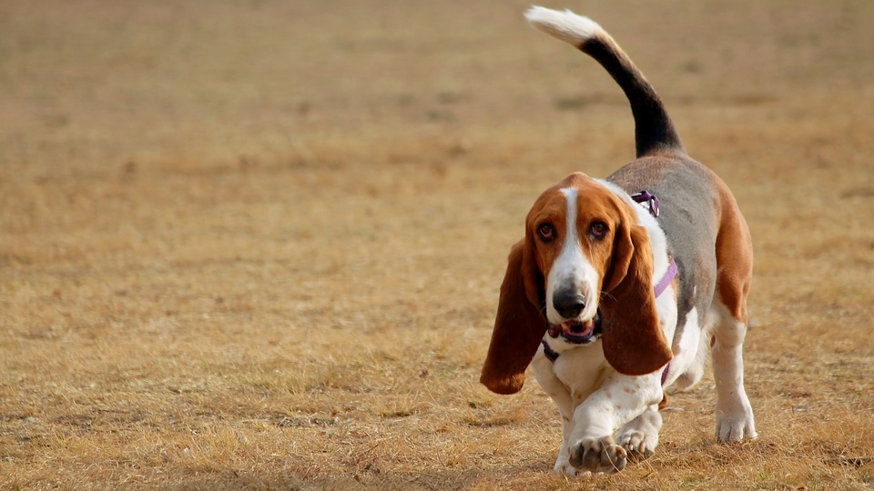 источник: pixabay. com