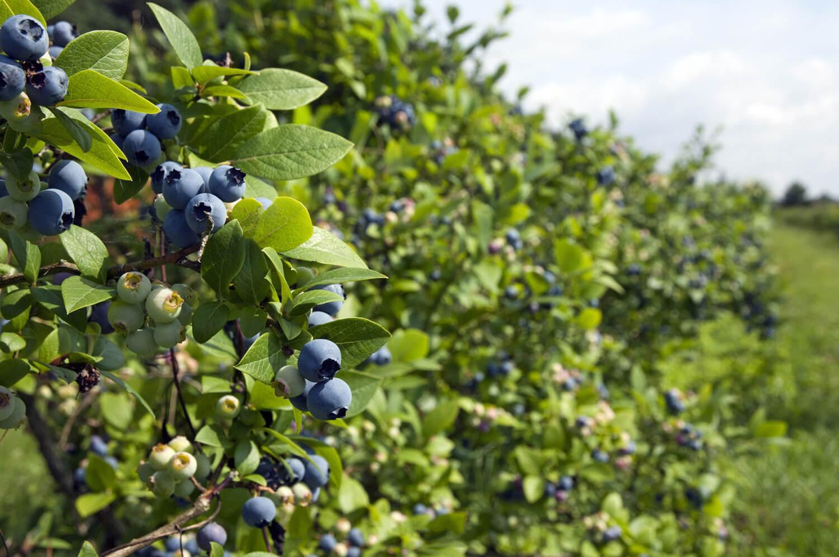 Vaccinium uliginosum голубика