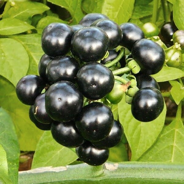 Канадская черника. Санберри. Солнечная чудо ягода. Очень полезная ...