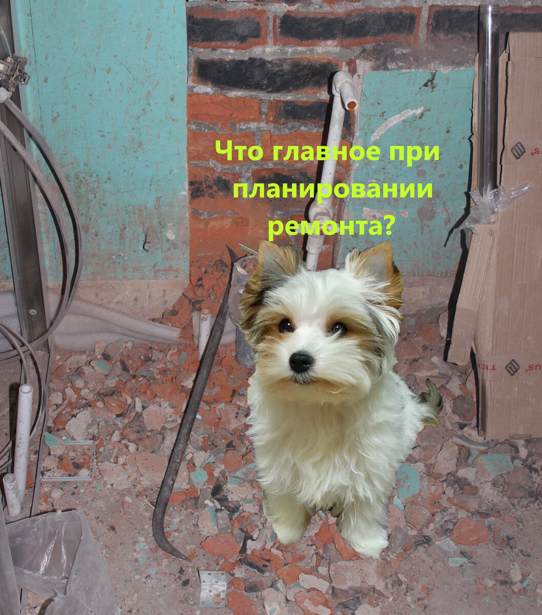 Мой пёсель задумался, о ремонте конечно же...