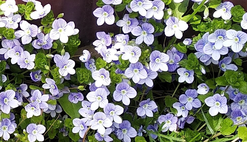 Вероника нитевидная (Veronica filiformis)