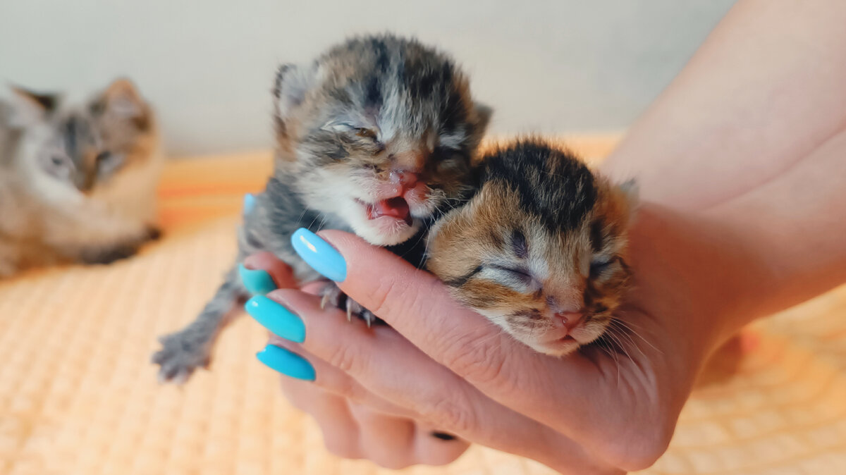 Майское пополнение. Забрала котят с улицы. Они еще не открыли глазки, а уже болеют...