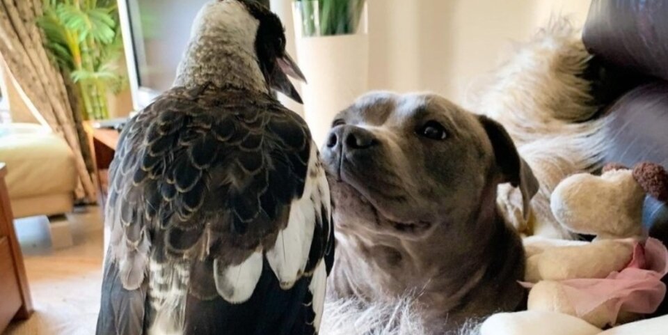 Как же преданно они смотрят друг-другу в глаза!