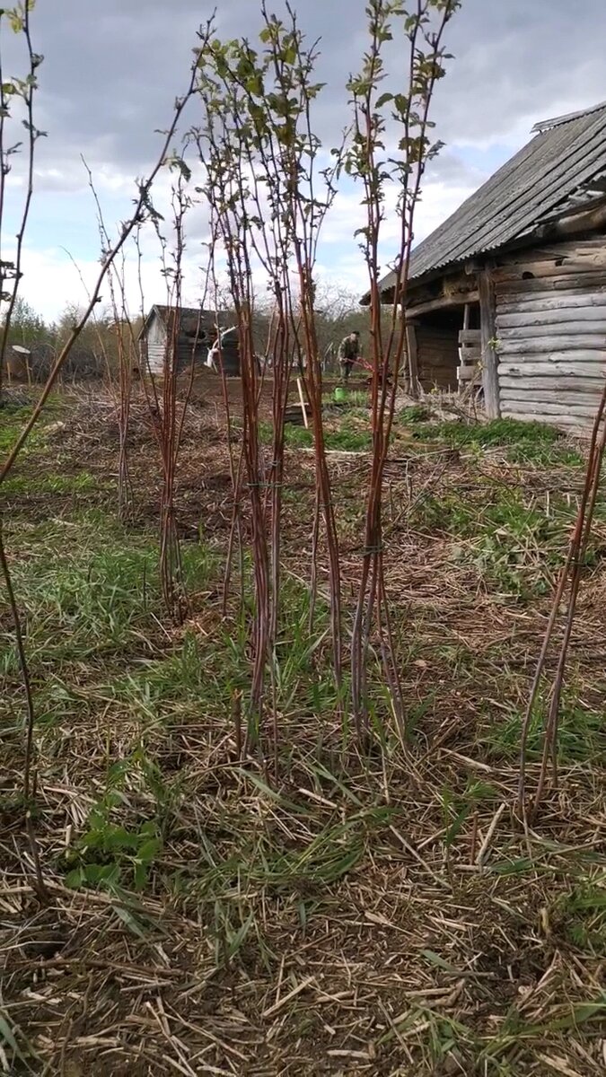 Малина после уборки 