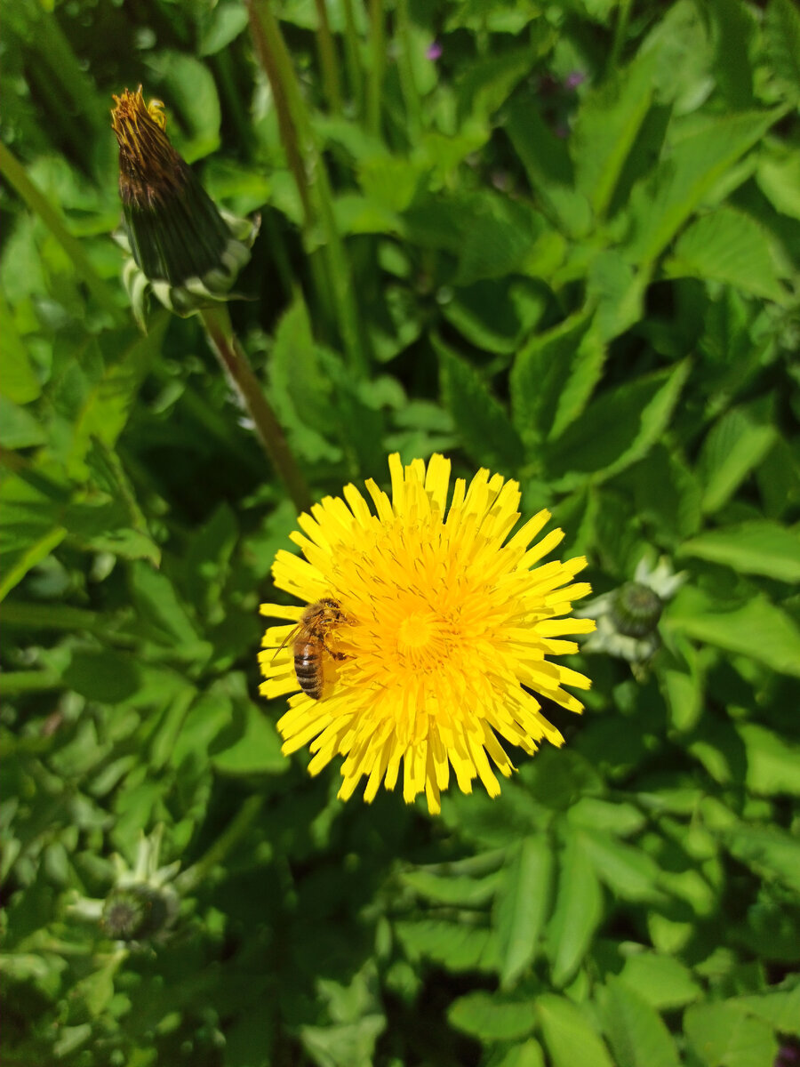 Труженица🐝