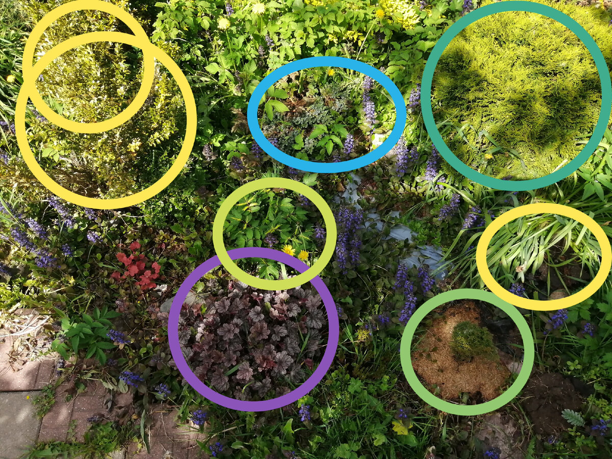 Желтым и фиолетовым цветом показаны нехвойные растения, которые пересадим в другое место. Зеленым и голубым обведены хвойники - их оставляем.