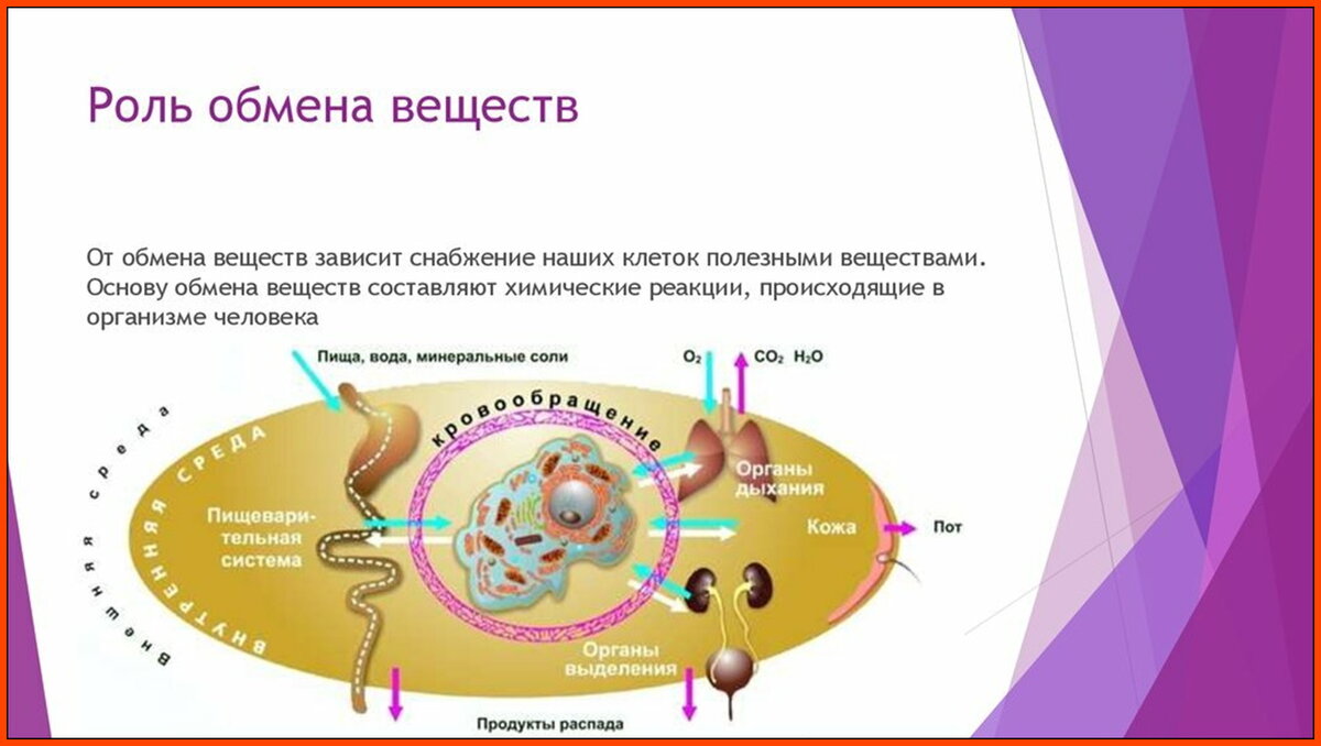 Метаболизм как уникальный костёр. | Читающим между слов... | Дзен