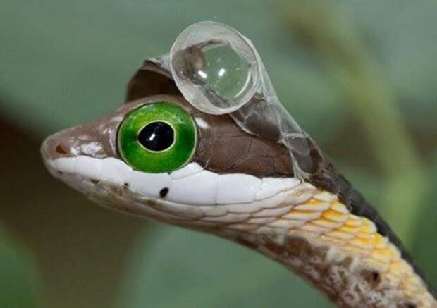 Не знал, что змеи изобрели пенсне. 