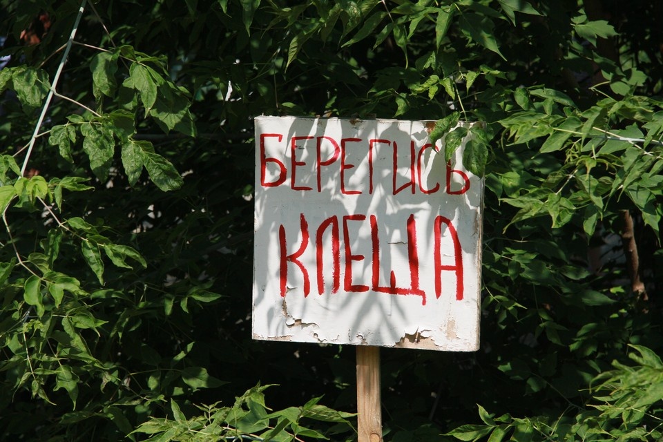     Специалисты предупреждают, что клещи еще очень активны Олег УКЛАДОВ