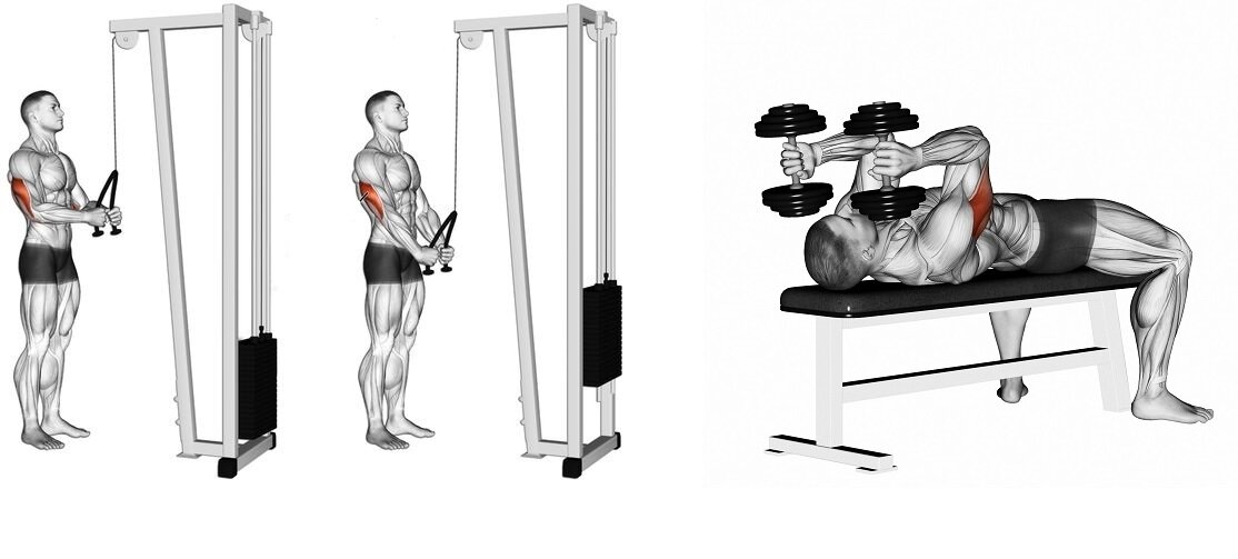 Основные упражнения для прокачки трицепса в тренажерном зале