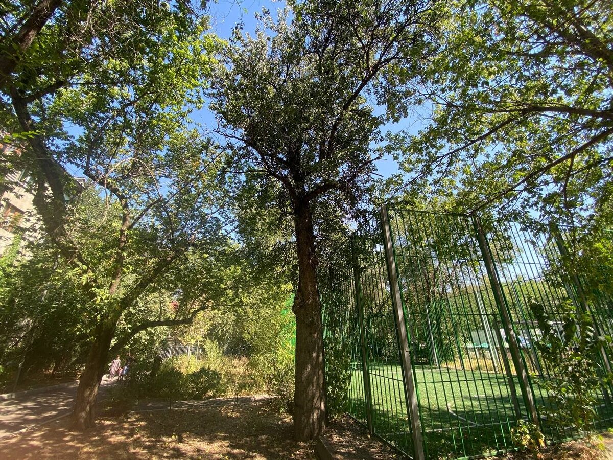 Ð¡ÑÐ¾Ð»ÐµÑÐ½ÑÑ Ð³ÑÑÑÐ° Ð²Ð¾ Ð´Ð²Ð¾ÑÐµ, ÑÐ¾ÑÐ¾ Orda.kz