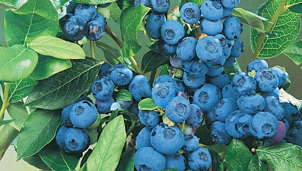 Лучшие сорта голубики для подмосковья для открытого. Голубика патриот. blueberry сорт. голубика патриот описание сорта. самые лучшие сорта голубики.