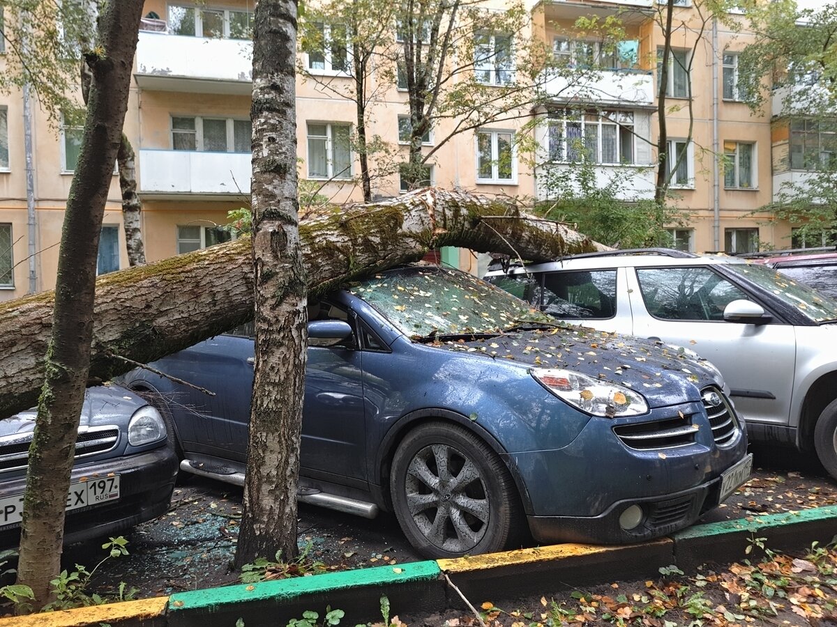 Дерево упало на машину: что делать, куда обращаться, как возместить ущерб?  Пошаговая инструкция от юриста | Юридический ликбез | Дзен