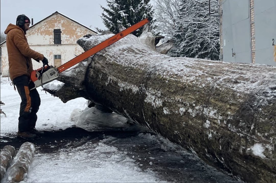     Плотник распилил мореный дуб возрастом 5000 лет, стоимостью в десятки тысяч долларов: ценная находка