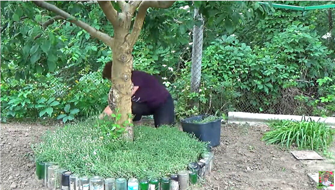 Чтобы плодовые деревья не замерзли: покрытие приствольных кругов опилками