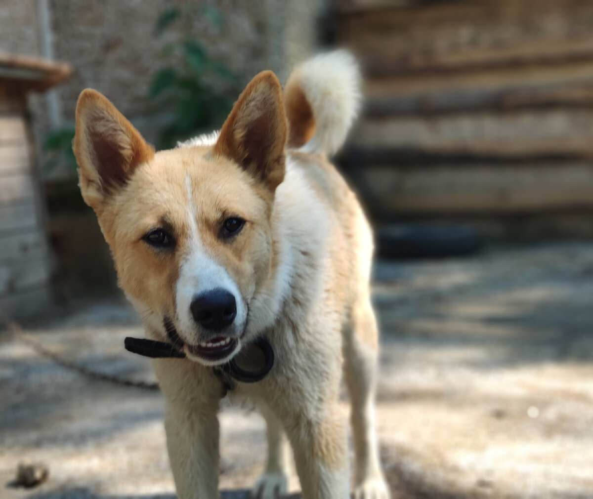 Рады за Беллу .