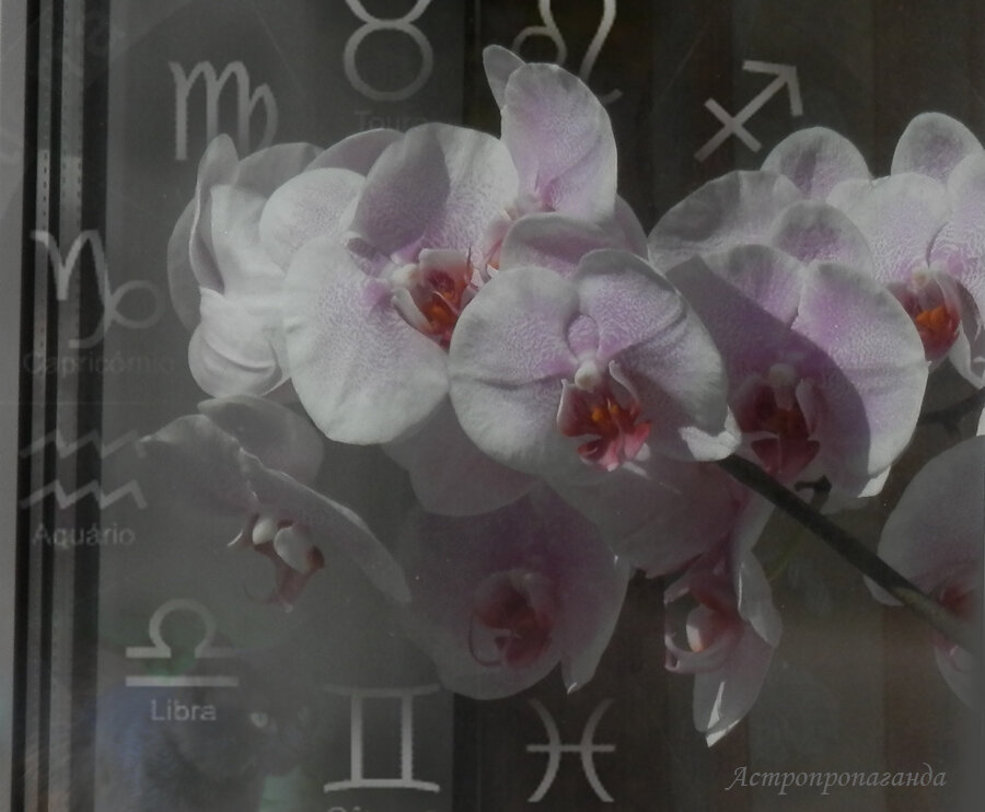 Коллаж Нины Стрелковой. 