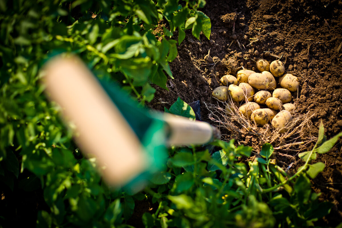 <a href="https://ru.freepik.com/free-photo/high-angle-shot-of-yellow-freshly-picked-potatoes-in-a-field-in-idaho_30182514.htm#query=%D0%BA%D0%B0%D1%80%D1%82%D0%BE%D1%84%D0%B5%D0%BB%D1%8C%20%D0%BF%D0%BE%D0%BB%D0%B5&position=4&from_view=keyword">Изображение от wirestock</a> на Freepik