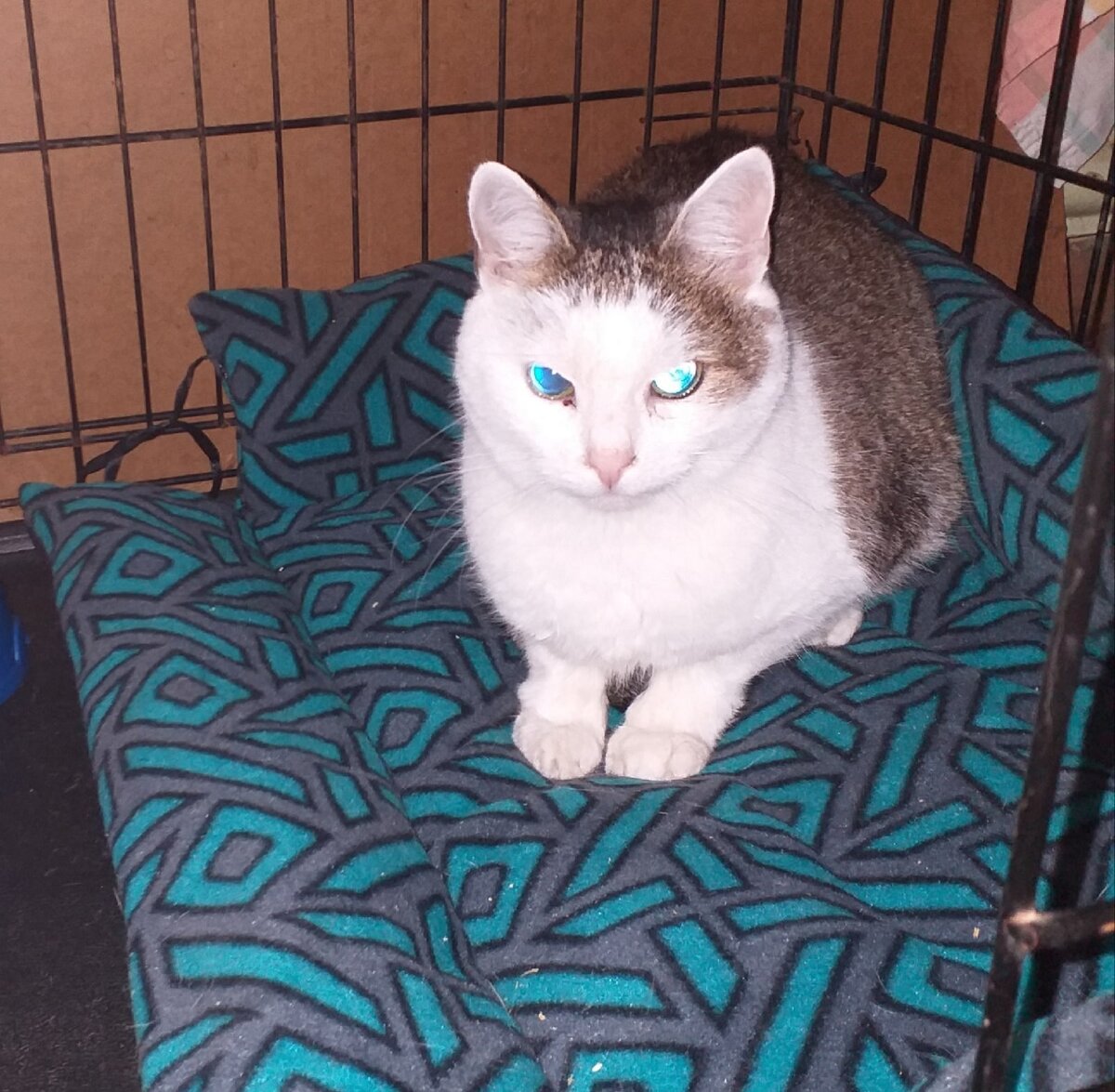 © ВСЕ ОТТЕНКИ КОШАЧЬЕГО. Кузьма недавно приехал из котокафе "Республика котов", чтобы пройти контрольное обследование. 