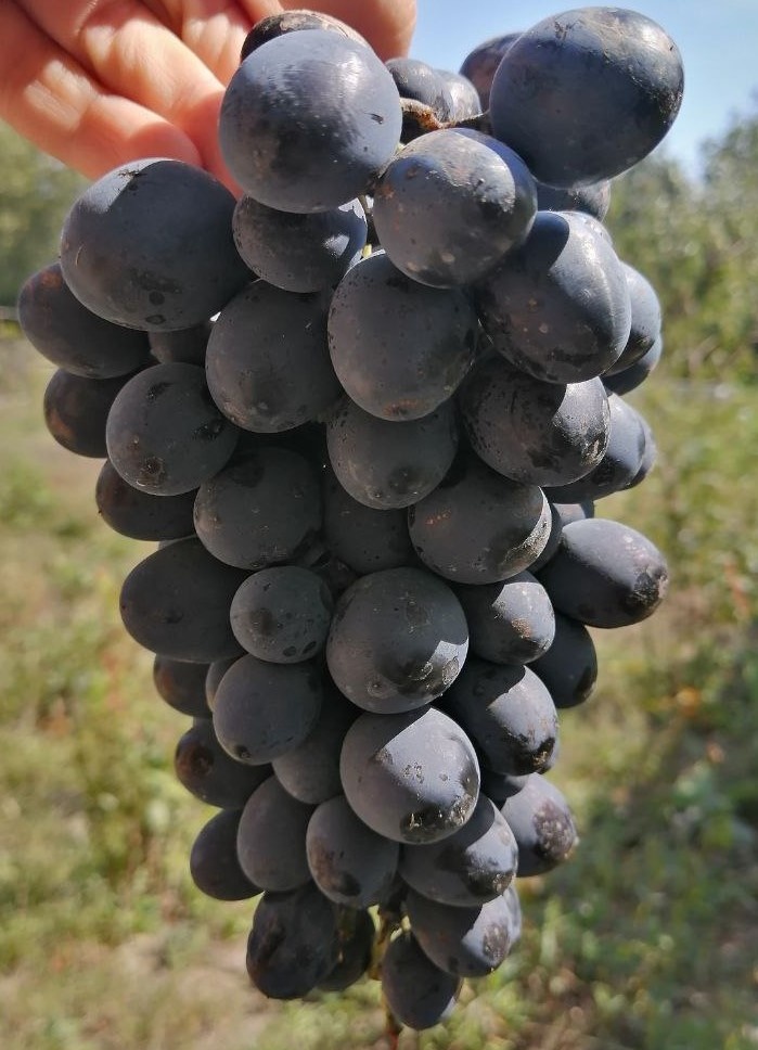 Фото автора. Виноград сорта "Молдова"