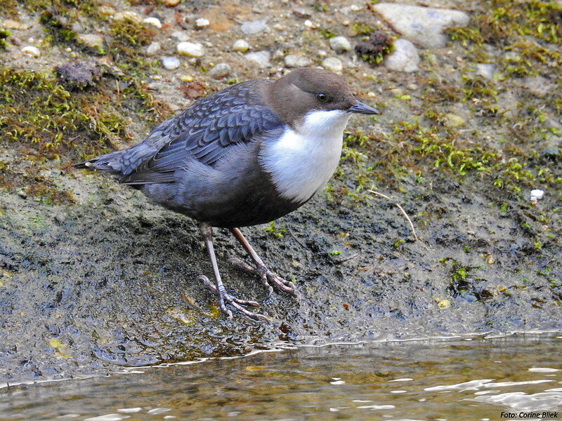 ОЛЯПКА (Cinclus cinclus)