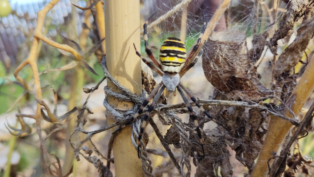 Прошлогодний снимок 