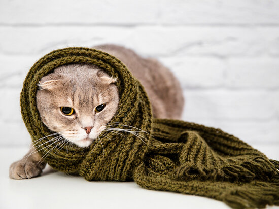     Фото: freepik.com.