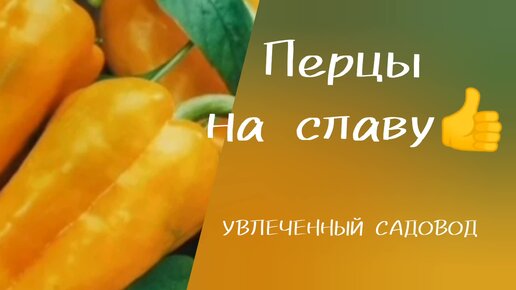 Урожайный перец великан для Сибири!