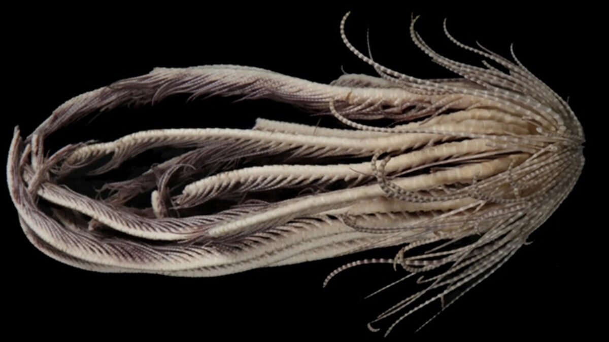    Фото: Greg W. Rouse/University of California Август Макаров