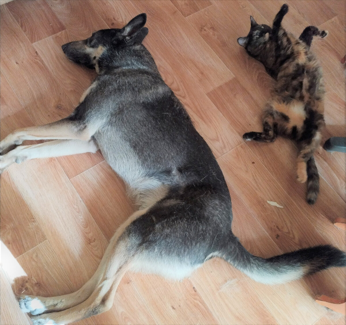 Росик и Коша балдеют