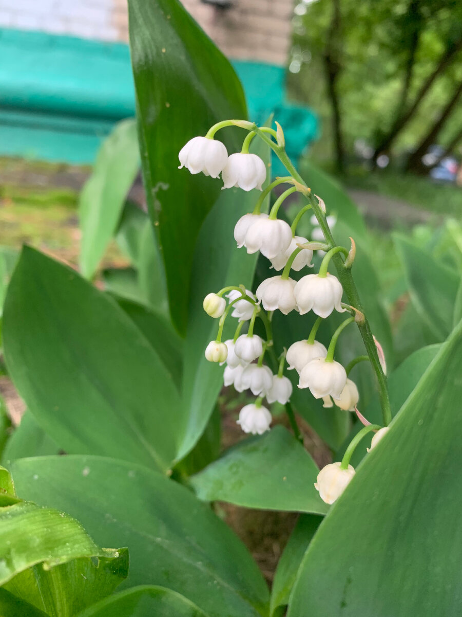 Ландыш Майский grandiflora