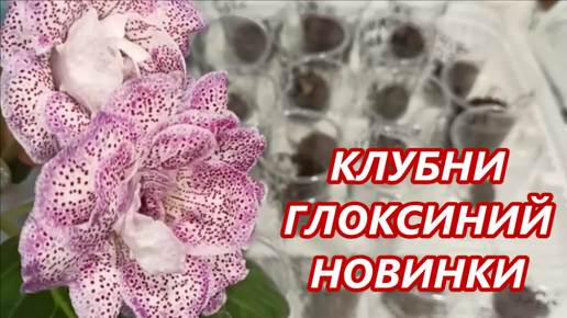 ПРОДАЮ свежие КЛУБНИ ГЛОКСИНИЙ / ЧАСТЬ 2 | УМЕЛАЯ ХОЗЯЙКА | Дзен