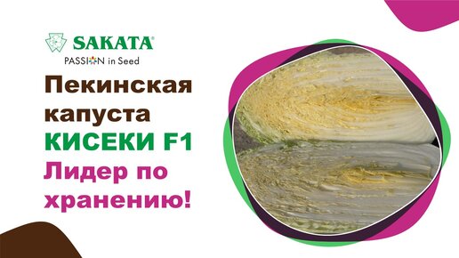 Пекинская капуста КИСЕКИ - лидер по хранению! #хранениепекинскойкапусты #пекинкакисеки #семенаовощей