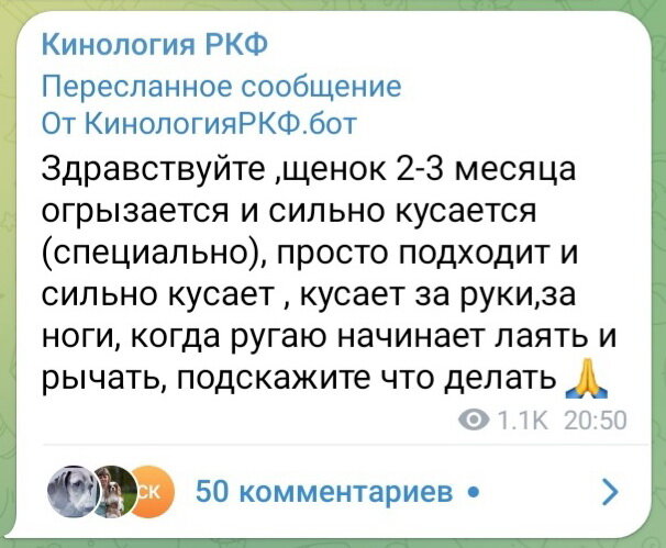 Скриншот поста в Телеграм-канале "Кинология РКФ"