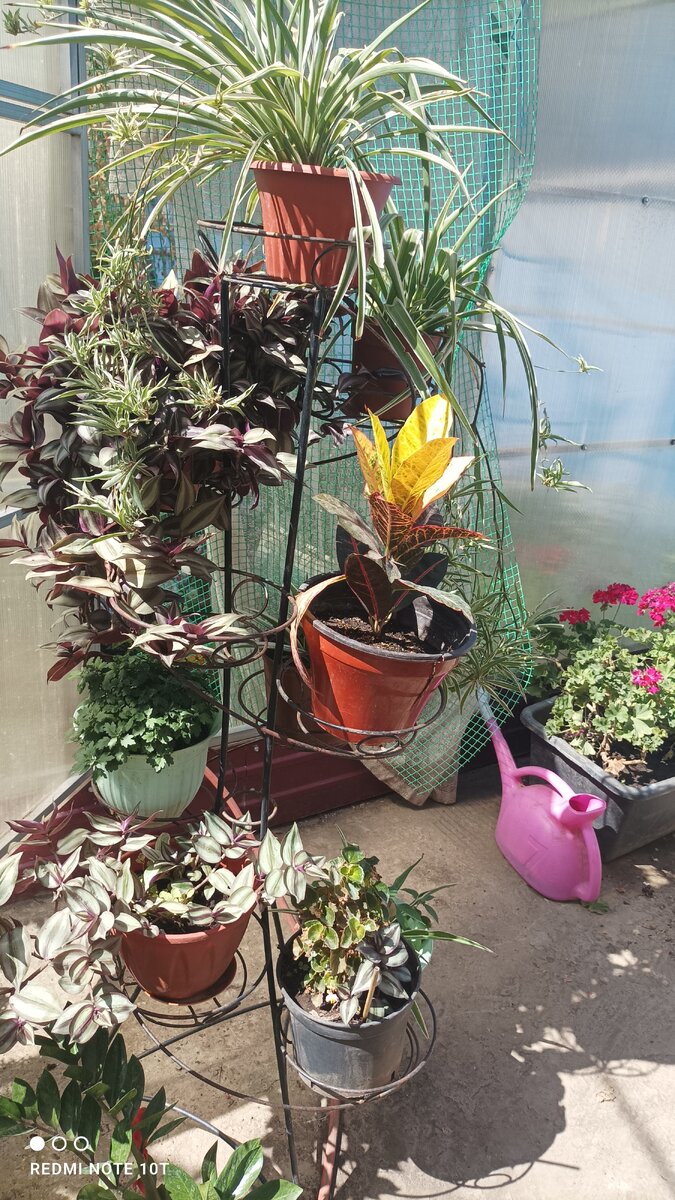 Фото автора цветы во дворе