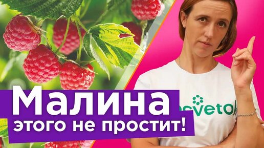 Малина пропадает прямо на глазах? 5 коварных ошибок, из-за которых вы можете остаться без малины