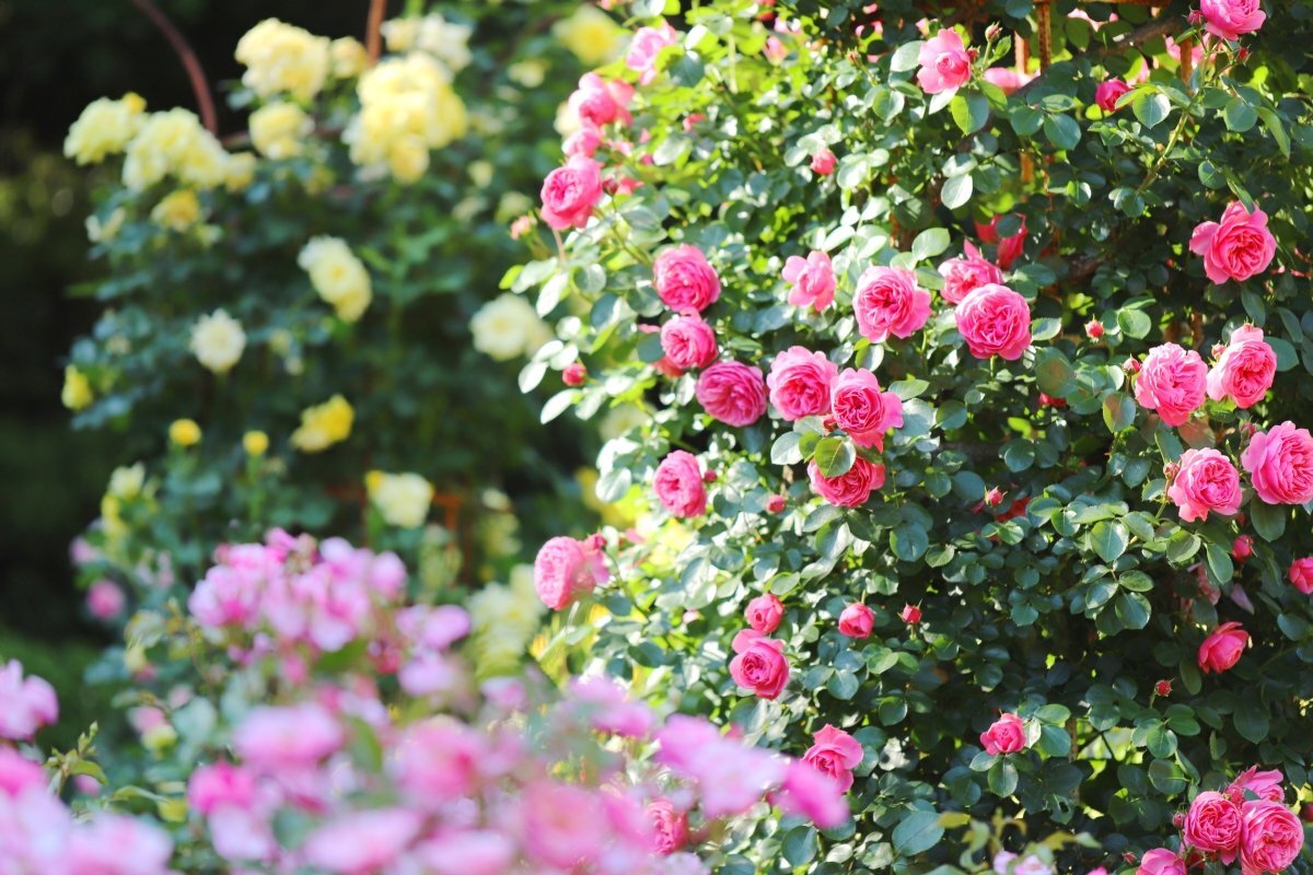 Вертикальный цветник-розарий в саду