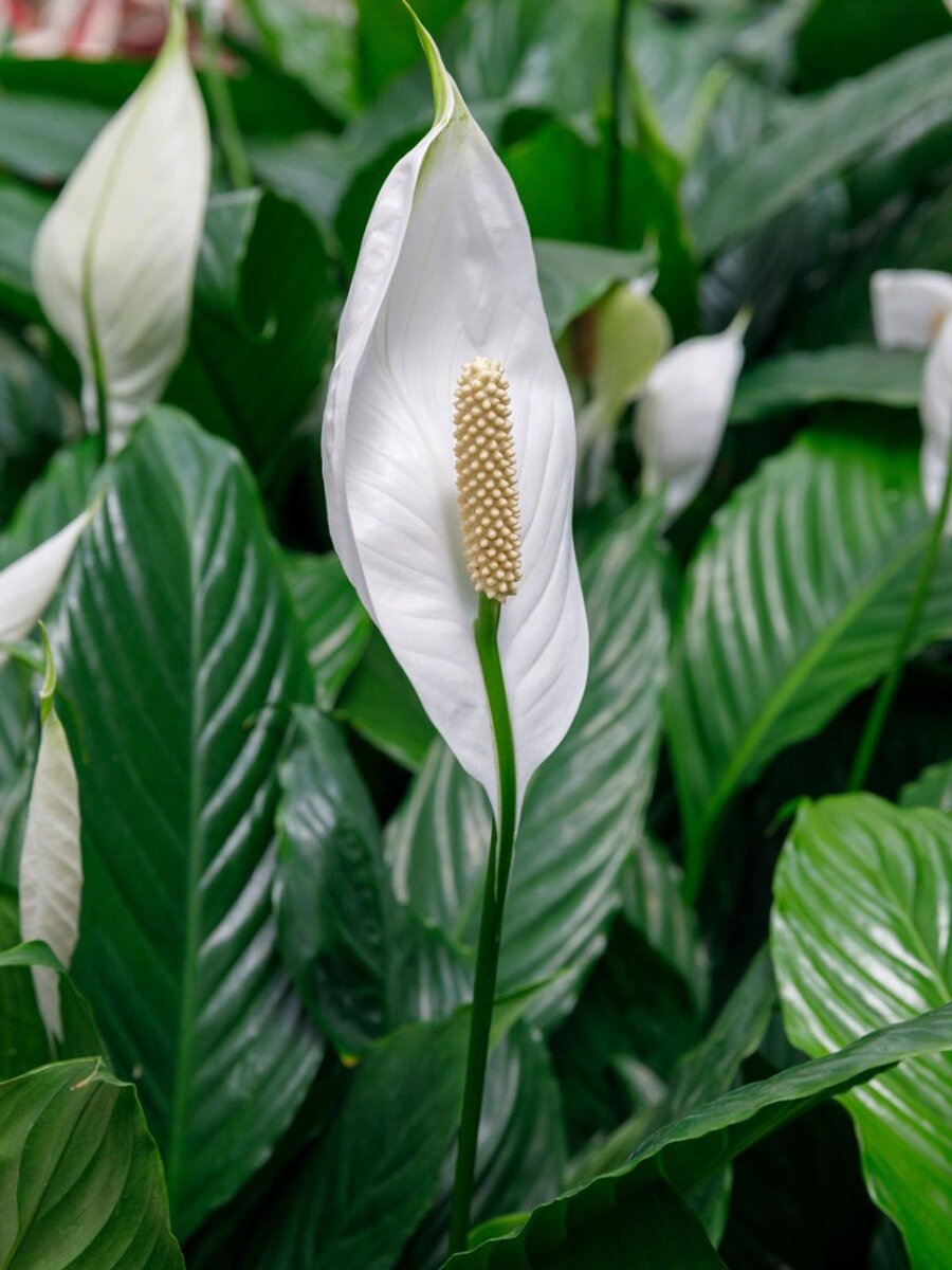 Спатифиллум мелкий. Спатифиллум. Спатифиллум (Peace Lily). Белокрыльник спатифиллум.