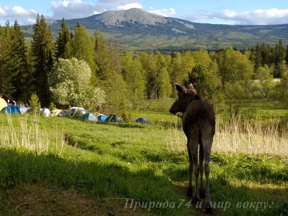 Домашний Лось