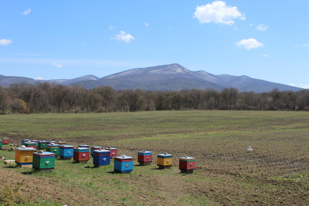 Пасека в крыму. Промышленная пасека. Современное пчеловодство. Пчелы крыма. Пчеловоды крыма.