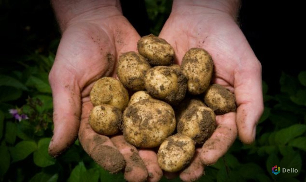 Яндекс Картинки