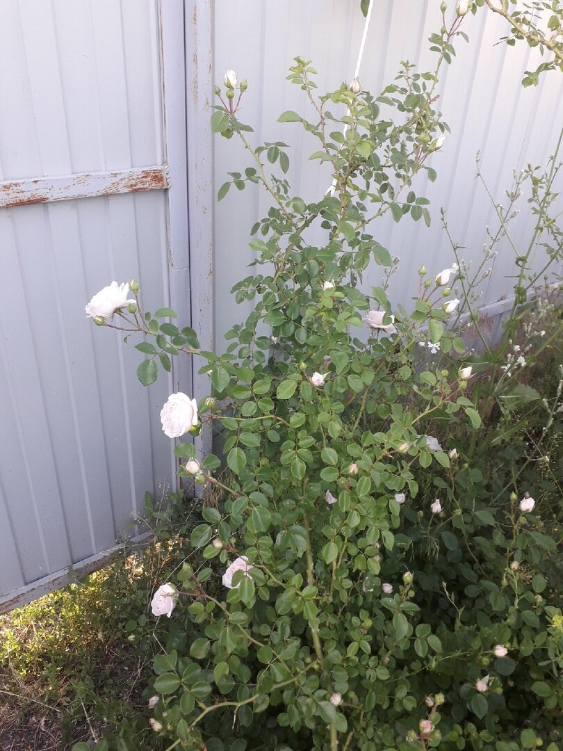 Плетистая роза у калитки. Моя любимица