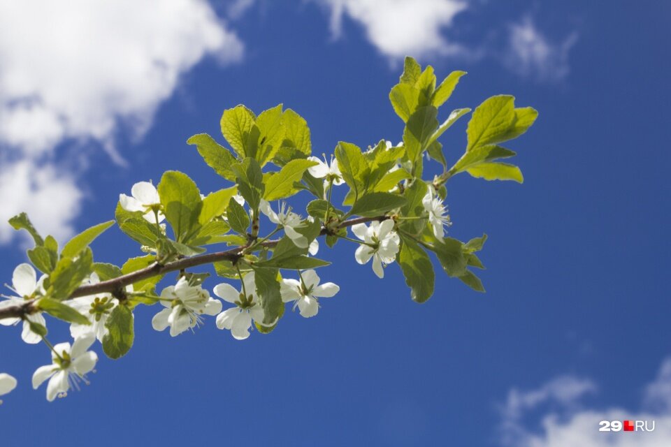 В Архангельске потеплело и все расцвело. На месяц позже, чем в центральной России.