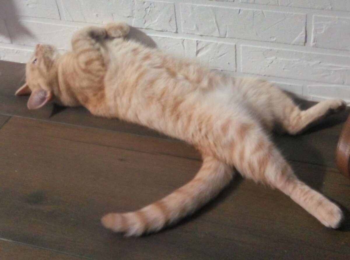 Кот скизи. Скизи кот истории дзен. Скизи кот. Скизи кот. Скизи мазанкин.