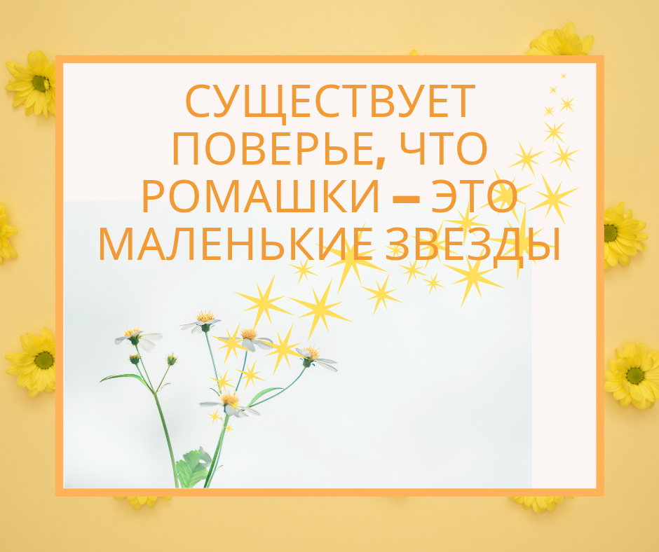 Ромашки спрятались поникли лютики Ромашки спрятались поникли лютики