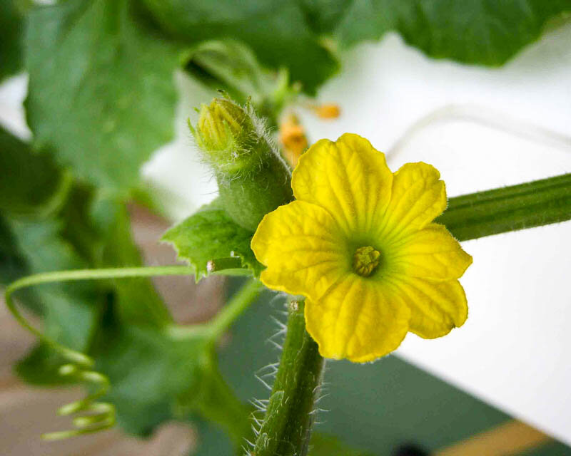 фото с floweryvale.ru