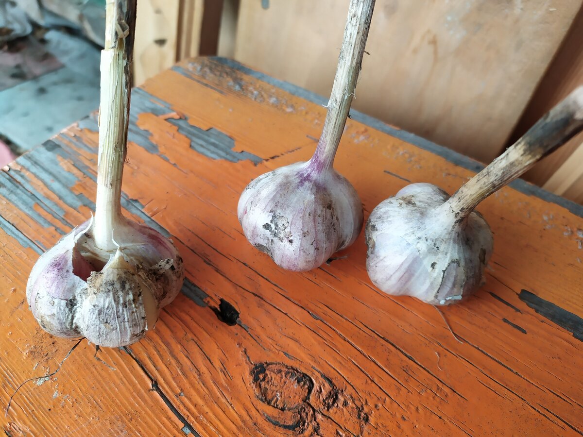 Слева- распавшаяся головка.