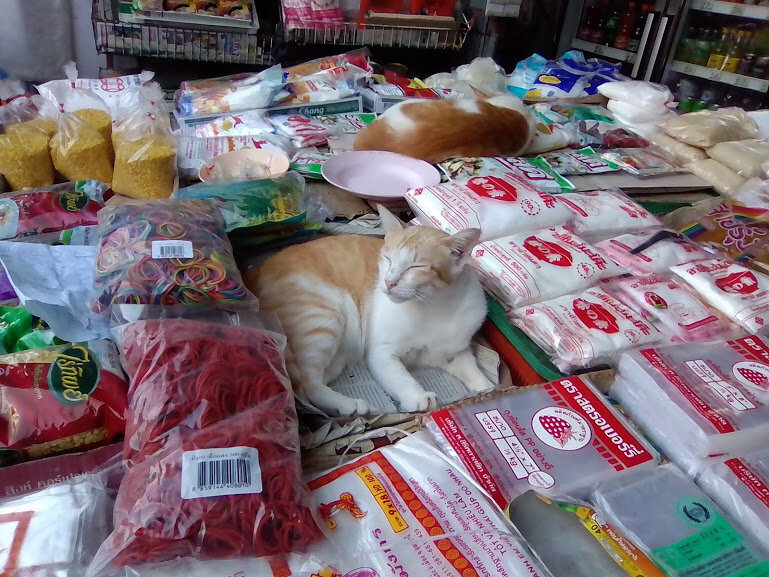 Ласковые кошки на рынке тайского города Нонгкхай, где английский мало поможет. Кошки по англ тоже не говорят.