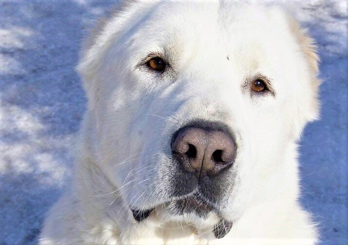 Фото из свободного доступа "Яндекс-картинки" - Мишка