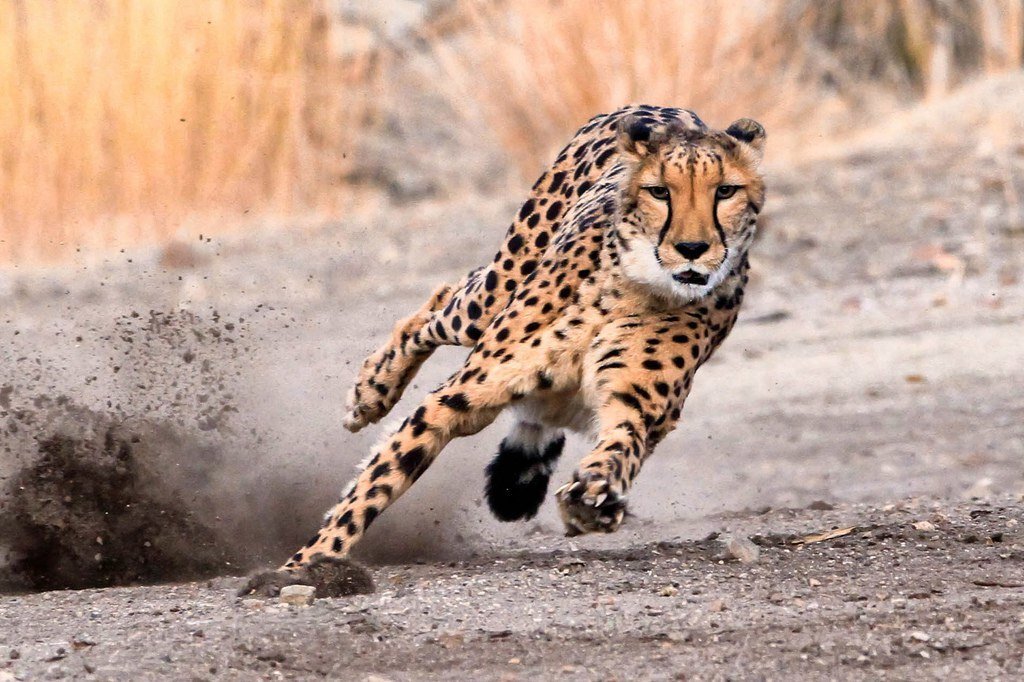 Very fast. Леопард бежит. Скорость леопарда. Гепард бежит фото. Скорость животное.